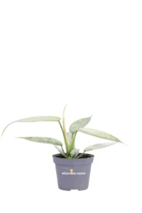 Philodendron Florida Ghost v6 egarden.store online