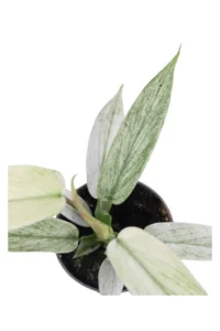 Philodendron Florida Ghost v6 egarden.store online