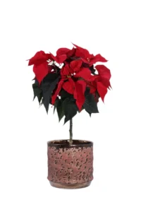 Poinsettia Mini Alberello v15 Vanja v17 egarden.store 1 Poinsettia Mini Alberello v15 Vanja v17 egarden.store online