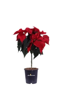 Poinsettia - Stella di Natale Mini Alberello v15 egarden.store 1 Poinsettia - Stella di Natale Mini Alberello v15 egarden.store online