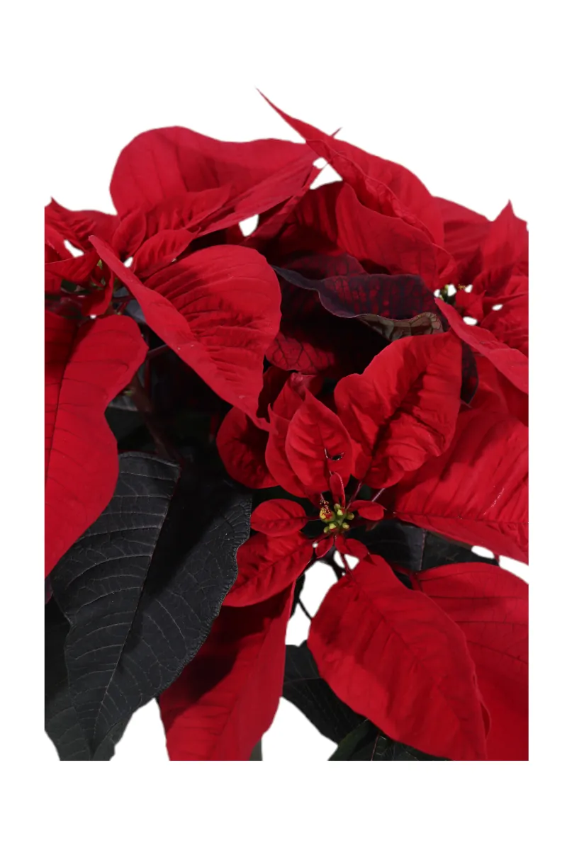 Poinsettia - Stella di Natale Mini Alberello v15 egarden.store online