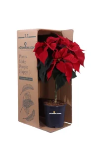 Poinsettia - Stella di Natale Mini Alberello v15 egarden.store online