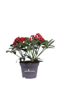 Skimmia Japonica Red Star v15 egarden.store online