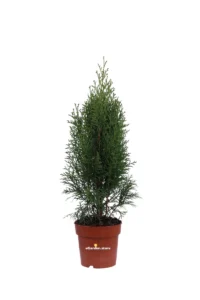 Tuia - Thuja Occidentalis Smaragd v13 egarden.store online