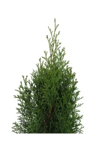 Tuia - Thuja Occidentalis Smaragd v13 egarden.store online