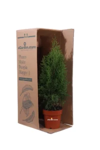 Tuia - Thuja Occidentalis Smaragd v13 egarden.store online