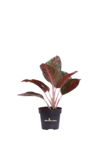 Aglaonema Red Sprinkles v12 egarden.store online