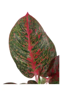 Aglaonema Red Sprinkles