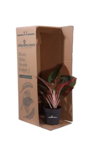 Aglaonema Red Sprinkles v12 egarden.store online