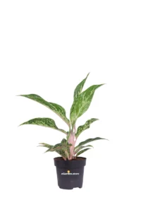 Aglaonema Twiggy Red v12 egarden.store online