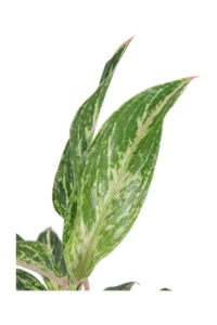 Aglaonema Twiggy Red v12 egarden.store online