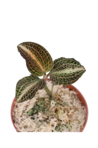 Anoectochillus Roxburghii Pink Gold v7 egarden.store online