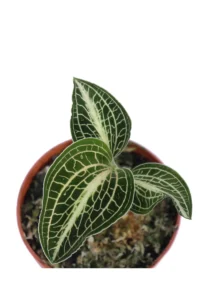 Anoectochillus Siamensis White Center Green v7 egarden.store online