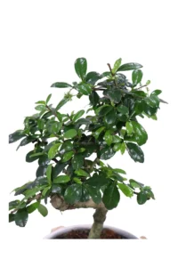 Bonsai Carmona Deco v.19 egarden.store online