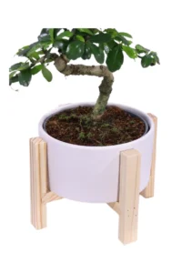 Bonsai Carmona Deco v.19 egarden.store online