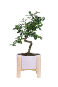 Bonsai Carmona legno v19 egarden.store online