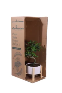 Bonsai Carmona legno v19 egarden.store online