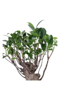 Bonsai Ficus Deco v.19 egarden.store online