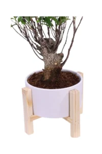 Bonsai Ficus Deco v.19 egarden.store online
