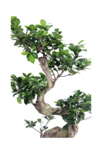 Bonsai Ficus Ginseng S Shape v25 terracotta egarden.store online