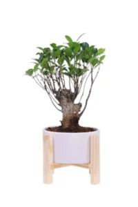 Bonsai Ficus Retusa legno v19 egarden.store online