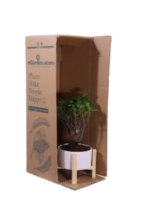 Bonsai Ficus Retusa Wood