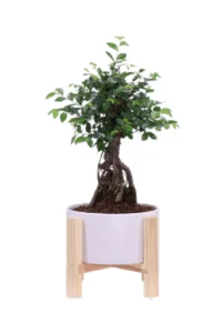 Bonsai Zelkova legno v19 egarden.store online