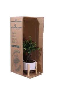 Bonsai Zelkova legno v19 egarden.store online