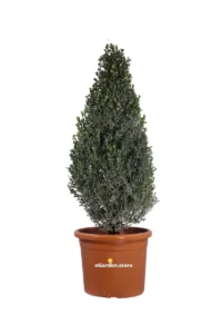 Bosso - Buxus Microphylla Faulkner Piramide v35 egarden.store online