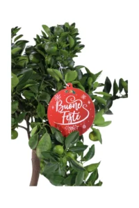 Calamondino Deco V.20 egarden.store online