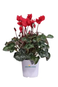 Ciclamino Riccio Rosso v15 egarden.store online