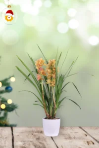 Cymbidium Arancione v14 brussels round v18 egarden.store online