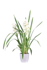 Cymbidium Bianco v14 brussels round v18 egarden.store online