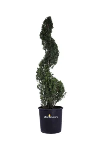 Ilex Crenata Spirale v30 egarden.store online