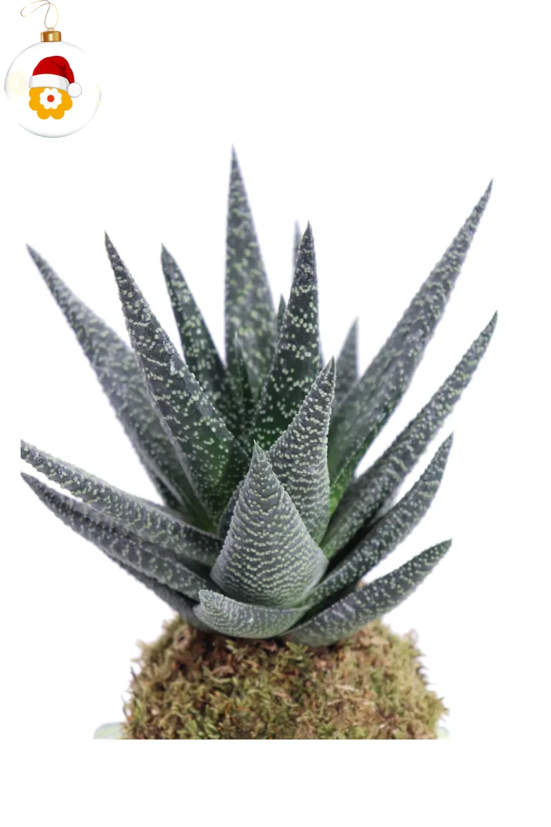 Kokedama Aloe Tiki Thai