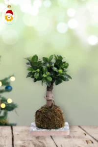Kokedama Ficus Ginseng Natale egarden.store online
