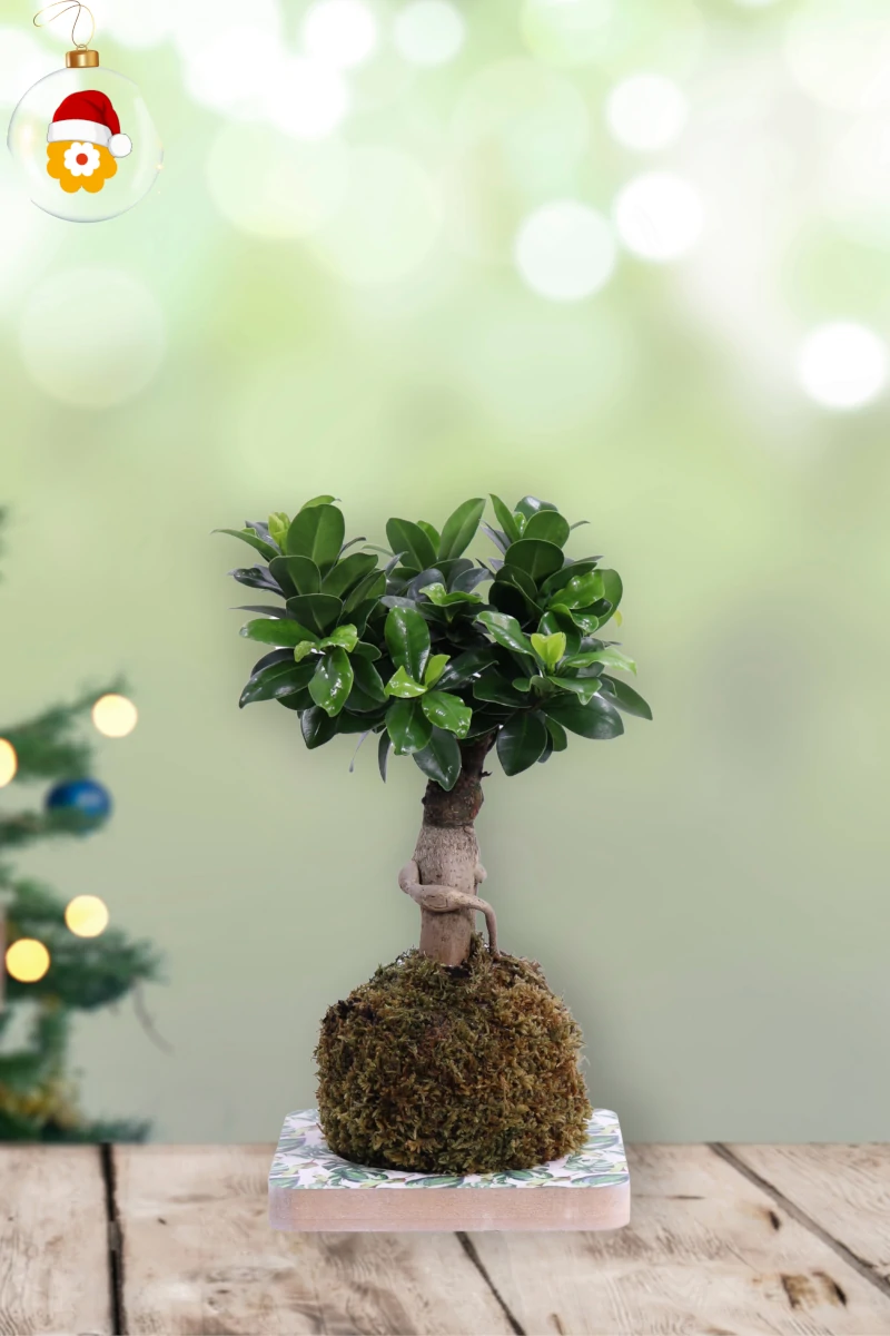 Kokedama Ficus Ginseng Natale egarden.store online