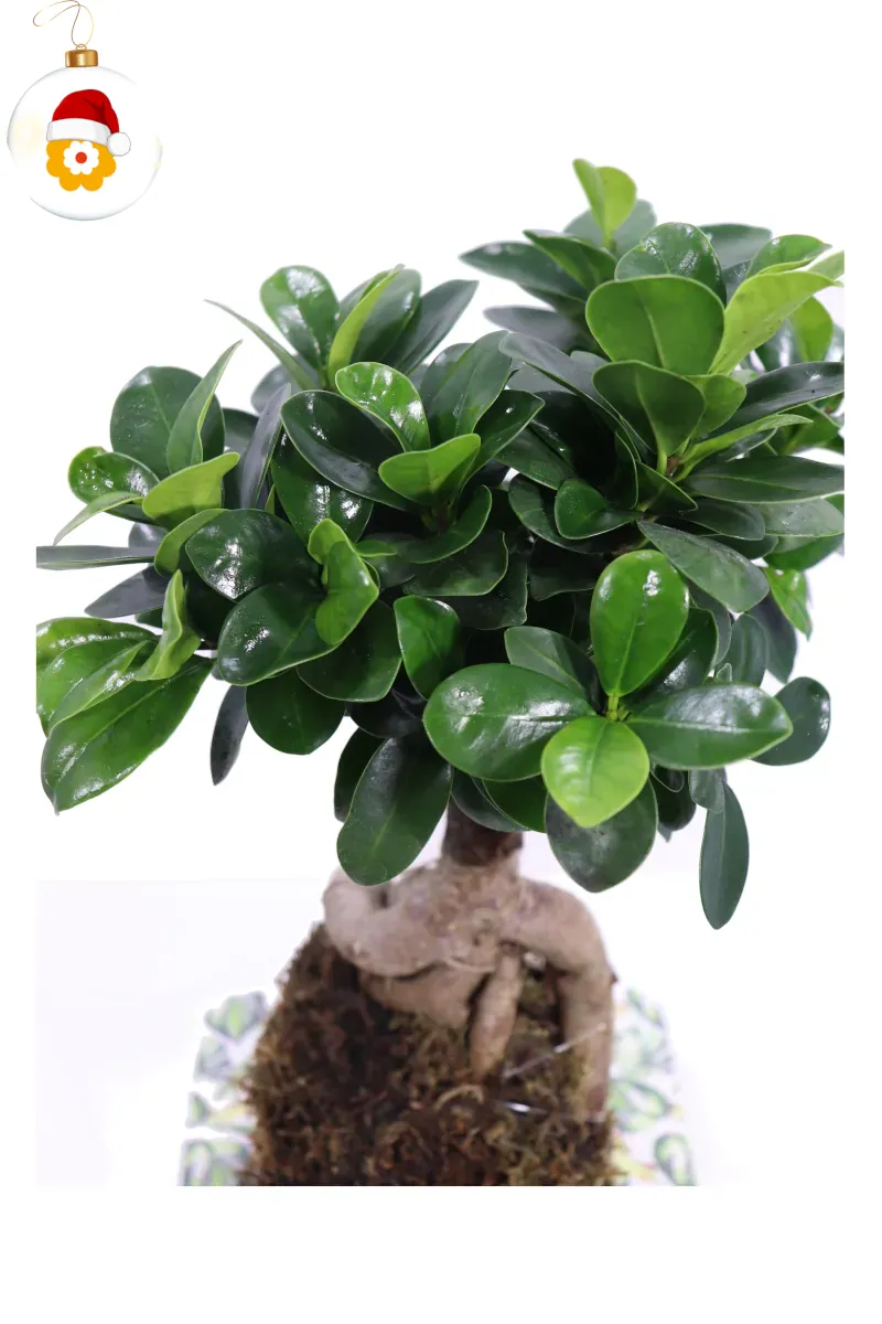 Kokedama Ficus Ginseng Natale egarden.store online