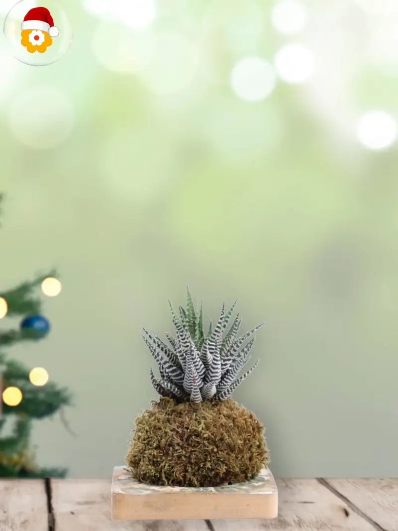 Kokedama Haworthia Fasciata Natale egarden.store online