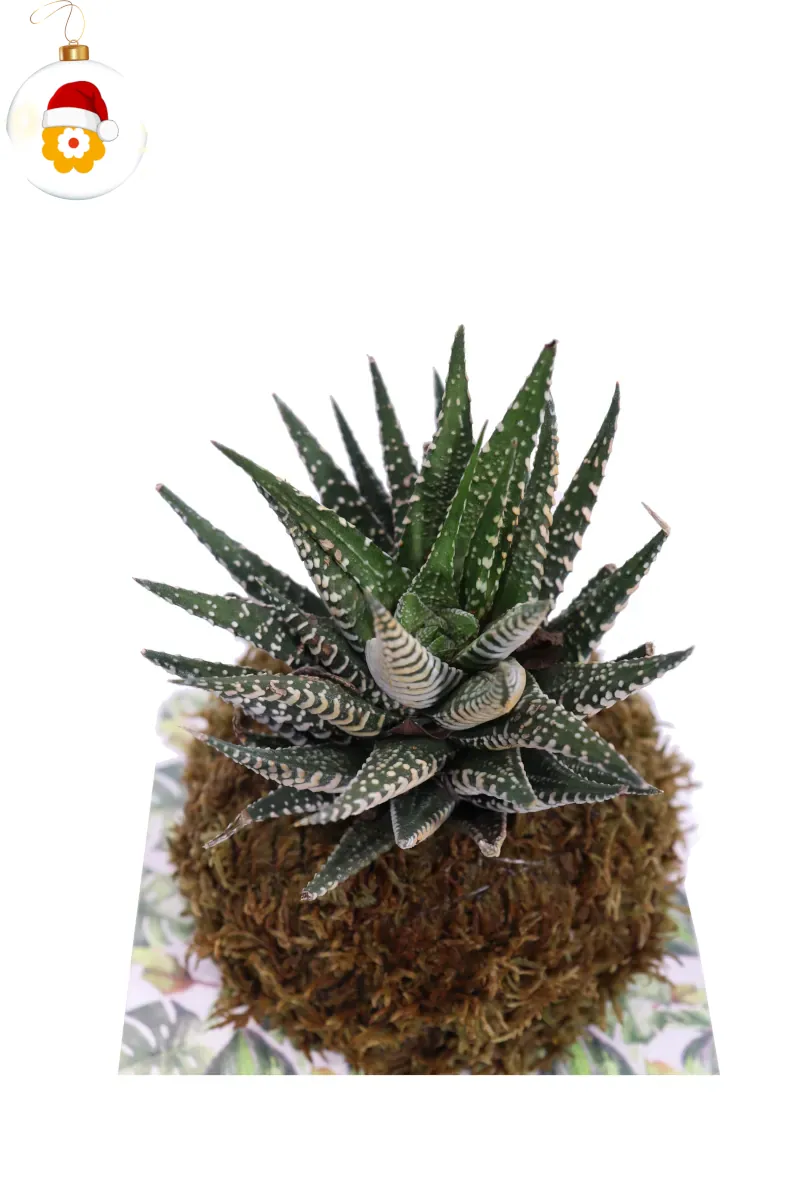 Kokedama Haworthia Fasciata