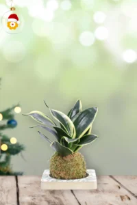 Kokedama Sansevieria Trifasciata Natale egarden.store online