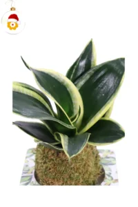 Kokedama Sansevieria Trifasciata Natale egarden.store online