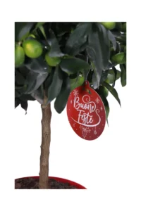 Kumquat Deco V.20 egarden.store online