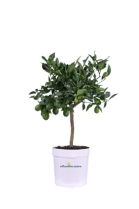 Limequat Nano Deco v20 egarden.store 1_1 Limequat Nano Deco v20 egarden.store online