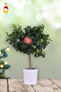 Limone Lunario Deco V.20 egarden.store online