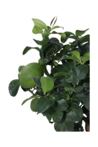 Limone Lunario Deco V.20 egarden.store online