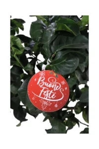 Limone Lunario Deco V.20 egarden.store online