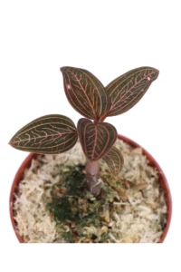 Ludochilus Dominyi X Anoectochilus Roxburghii