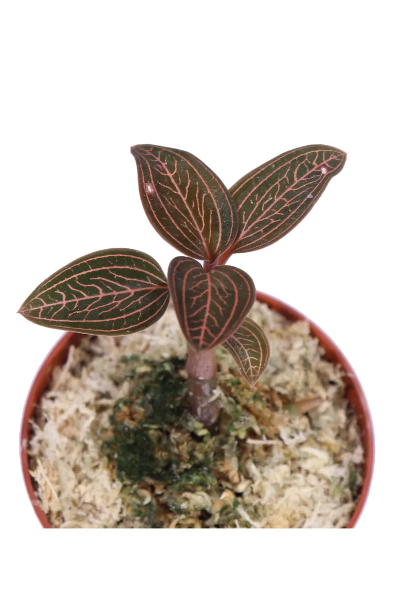 Ludochilus Dominyi X Anoectochilus Roxburghii