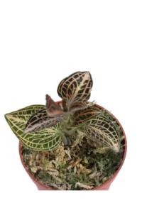 Macodes Petola Coral